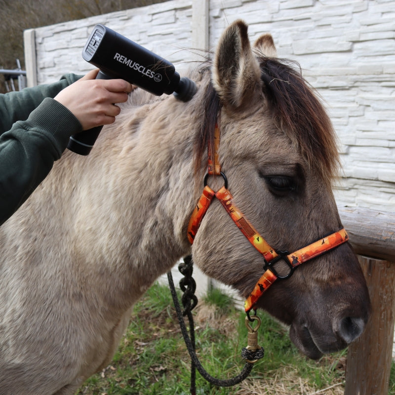 ReMuscles | Horse Gun Pro™